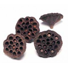LOTUS PODS Natural (HEADER- OUT OF STOCK